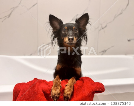 Ratlik, a happy young Prague rat trap are standing in the bathroom, after a walk, the owner washes the dog's paws. 138875343