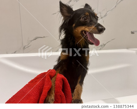 Ratlik, a happy young Prague rat trap are standing in the bathroom, after a walk, the owner washes the dog's paws. Ratlik, a happy young Prague rat trap are standing in the bathroom, after a walk, the owner washes the dog's paws. 138875344