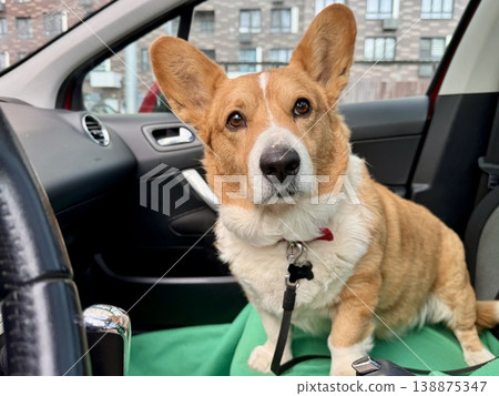 A beautiful red Welsh corgi in a passenger car 138875347