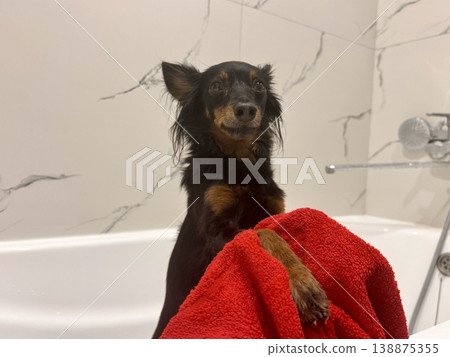 Ratlik, a happy young Prague rat trap are standing in the bathroom, after a walk, the owner washes the dog's paws. Ratlik, a happy young Prague rat trap are standing in the bathroom, after a walk, the owner washes the dog's paws. 138875355