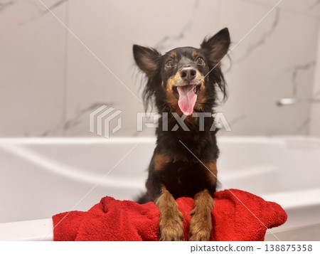 Ratlik, a happy young Prague rat trap are standing in the bathroom, after a walk, the owner washes the dog's paws. 138875358