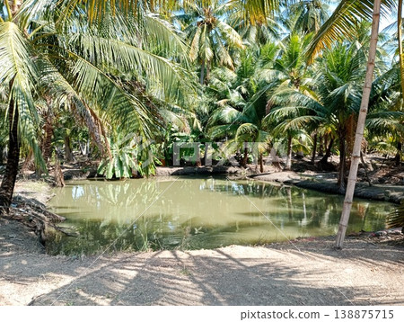 Palm groves in Thailand (a tranquil tropical landscape) Palm groves in Thailand (a tranquil tropical landscape) 138875715