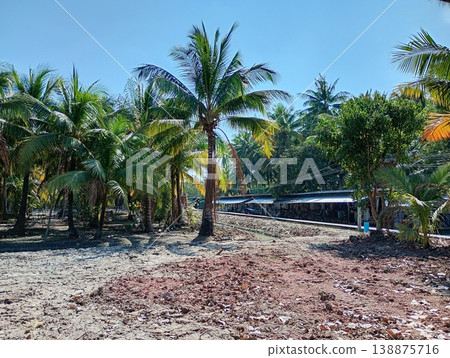 Palm groves in Thailand (a tranquil tropical landscape) Palm groves in Thailand (a tranquil tropical landscape) 138875716