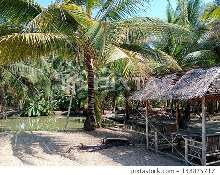 Palm groves in Thailand (a tranquil tropical landscape) Palm groves in Thailand (a tranquil tropical landscape) 138875717