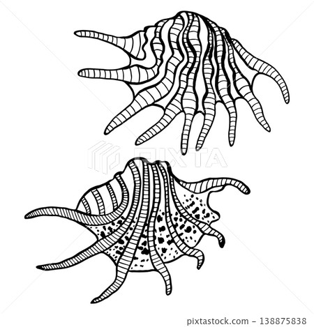 Set of hand-drawn vector illustrations depicting various seashells. Black and white marine sketches isolated on a white background. Perfect for beach-themed summer designs and nautical decor 138875838