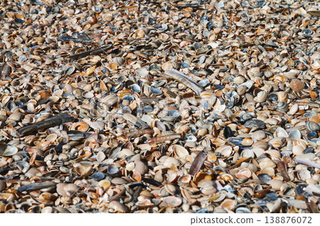 Seashell texture background on sandy beach 138876072