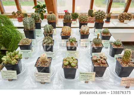 Variety of small cactus and succulent plants displayed in a glass greenhouse. Plant collection exhibit for botany and horticulture. 138876375