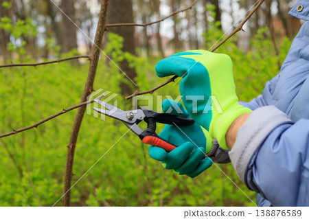 Hands in bright gloves pruning a thorny bush with a sharp pruner. Spring garden maintenance, horticulture, and plant care concept. Trimming branches Hands in bright gloves pruning a thorny bush with a sharp pruner. Spring garden maintenance, horticulture, and plant care concept. Trimming branches 138876589