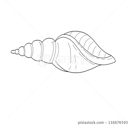 Elegant conch seashell hand drawn line art sketch on a transparent background Elegant conch seashell hand drawn line art sketch on a transparent background 138876593