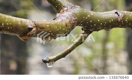Walnut branch with raindrops closeup water droplets macro rainy weather blurred background 138876640