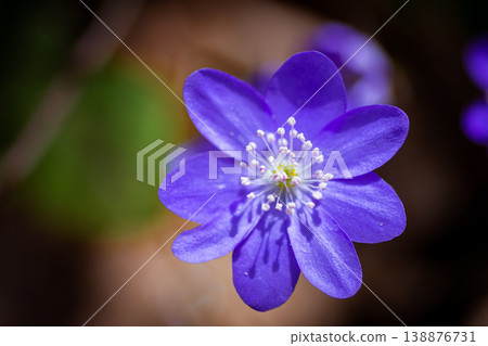 Liverwort flower in the spring forest Liverwort flower in the spring forest 138876731