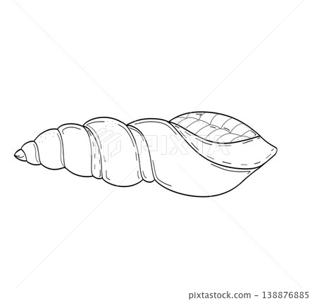 Long spindle seashell hand drawn minimalist sketch on a transparent background Long spindle seashell hand drawn minimalist sketch on a transparent background 138876885