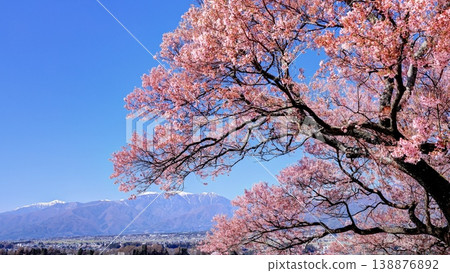 Cherry blossoms at Kamonohira Castle Ruins Cherry blossoms at Kamonohira Castle Ruins 138876892