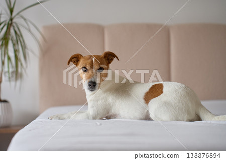 Small dog lying on bed and looking at camera in bedroom interior 138876894
