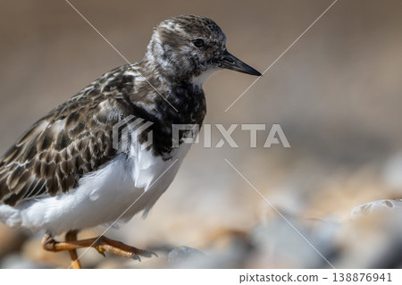 Ruddy Turnstone looking across sunlit beach Ruddy Turnstone looking across sunlit beach 138876941