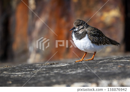 Turnstone in sunlight on sea wall 138876942