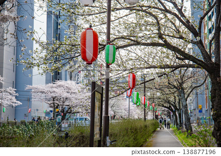 甲田川沿岸的櫻花(東京都多摩市) 甲田川沿岸的櫻花(東京都多摩市) 138877196