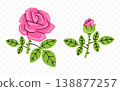 Pink rose, flower, bloom and blossom, graphic design. Floral, blooming, plant, nature and garden, vector design and illustration 138877257