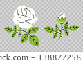 White rose, flower, bloom and blossom, graphic design. Floral, blooming, plant, nature and garden, vector design and illustration 138877258