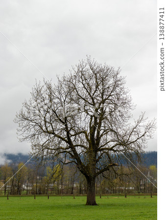 Lone tree standing in grassy field under cloudy sky 138877411