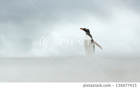 Gentoo penguin looking towards horizon in high-key misty atmosphere Gentoo penguin looking towards horizon in high-key misty atmosphere 138877415