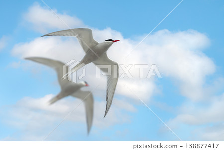 Two arctic terns flying in a clear blue sky Two arctic terns flying in a clear blue sky 138877417