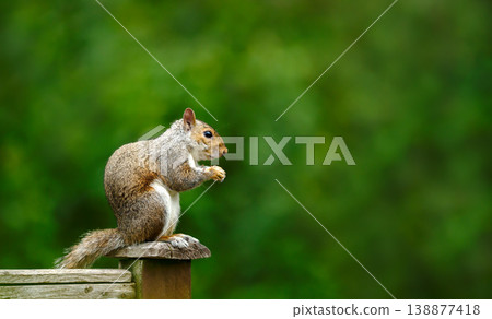 Grey squirrel perched on a wooden post eating a nut Grey squirrel perched on a wooden post eating a nut 138877418