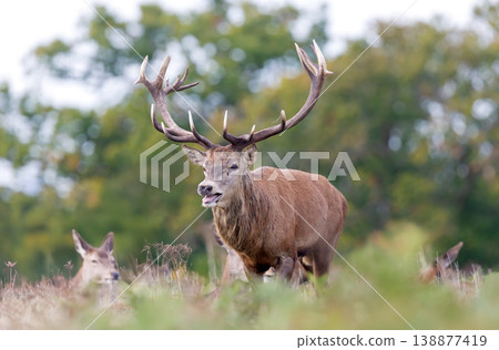 Red deer stag roaring during rutting season in autumn Red deer stag roaring during rutting season in autumn 138877419