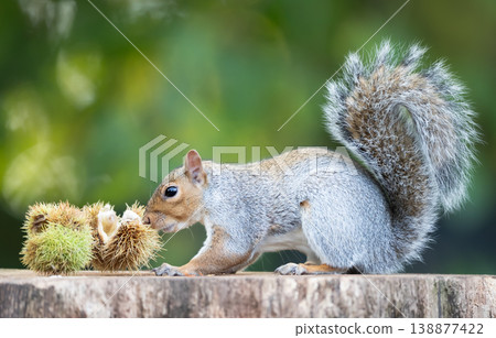 Grey squirrel eating chestnut while sitting on tree stump surrounded by spiky chestnut burrs Grey squirrel eating chestnut while sitting on tree stump surrounded by spiky chestnut burrs 138877422