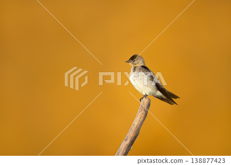 Southern rough-winged swallow perched on a tree branch Southern rough-winged swallow perched on a tree branch 138877423