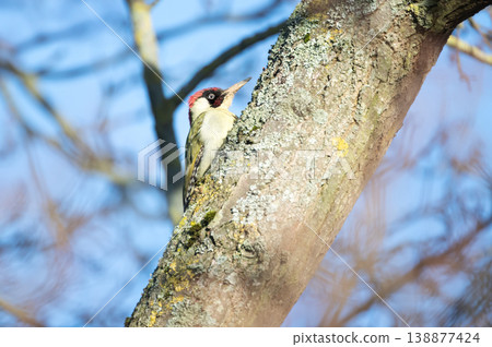 European green woodpecker perched on a tree trunk 138877424