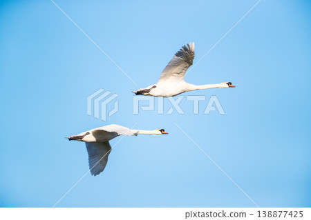 Mute swans in flight against clear blue sky Mute swans in flight against clear blue sky 138877425
