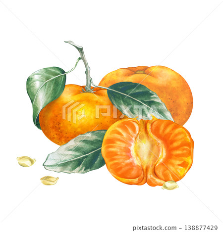 Watercolor botanical illustration of tangerines on a branch with leaves, a cut half, and seeds isolated on white background. For designing packaging for juices, teas, confectionery, as well as for use 138877429