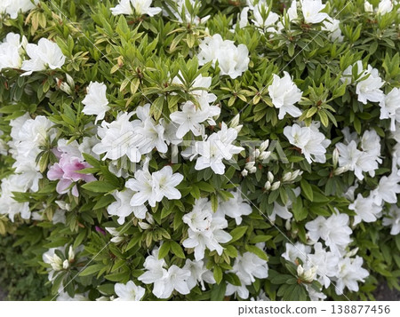 lots of white azaleas lots of white azaleas 138877456