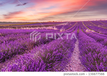 Majestic Provence lavender fields glowing sunset vibrant sky clouds picturesque summer nature landscape scenic rural France Majestic Provence lavender fields glowing sunset vibrant sky clouds picturesque summer nature landscape scenic rural France 138877566