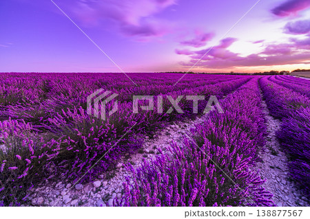 Breathtaking Provence lavender sunset majestic dramatic sky clouds picturesque summer nature landscape vibrant travel destination dreamy wallpaper escape Breathtaking Provence lavender sunset majestic dramatic sky clouds picturesque summer nature landscape vibrant travel destination dreamy wallpaper escape 138877567