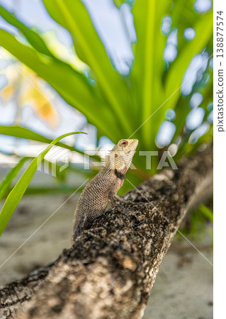 Stunning garden lizard tropical tree bark closeup exotic wildlife nature background lush green summer outdoor animal portrait breathtaking wallpaper Stunning garden lizard tropical tree bark closeup exotic wildlife nature background lush green summer outdoor animal portrait breathtaking wallpaper 138877574