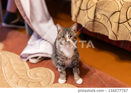 Adorable tabby cat relaxes comfortably beside bed in warm indoor ambiance with textured textiles Adorable tabby cat relaxes comfortably beside bed in warm indoor ambiance with textured textiles 138877787