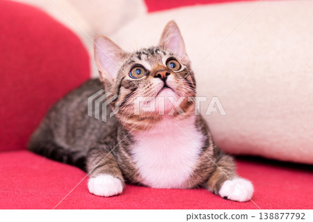 Curious tabby kitten with bright eyes relaxing on plush seating in warm indoor setting 138877792