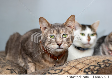 Calm domestic cats share strong bond while observing their surroundings attentively Calm domestic cats share strong bond while observing their surroundings attentively 138877801