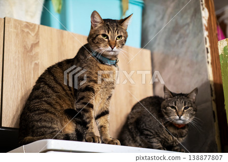 Gentle domestic feline creatures focus their attentive gazes on nearby objects with serenity Gentle domestic feline creatures focus their attentive gazes on nearby objects with serenity 138877807