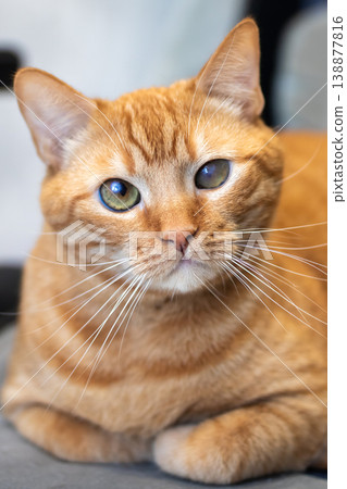 Intimate portrait of gentle orange tabby with captivating green gaze and soft fur Intimate portrait of gentle orange tabby with captivating green gaze and soft fur 138877816