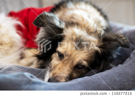 Senior dog portrait. Calm senior mixed breed dog wearing red jumper in cozy home environment Senior dog portrait. Calm senior mixed breed dog wearing red jumper in cozy home environment 138877818
