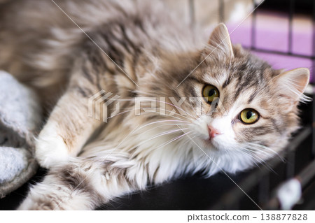 Hopeful cat scene. Friendly domestic cat with soft coat and inviting demeanor in enclosure Hopeful cat scene. Friendly domestic cat with soft coat and inviting demeanor in enclosure 138877828