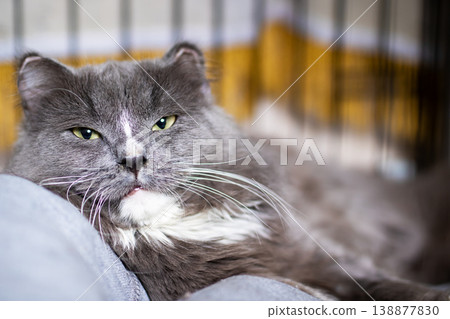 Mature cat lying peacefully. Senior gray feline with relaxed demeanor and gentle eyes Mature cat lying peacefully. Senior gray feline with relaxed demeanor and gentle eyes 138877830
