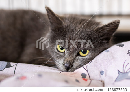 Quiet gray kitten with gentle features. Calm softfurred kitten nestled on floral fabric Quiet gray kitten with gentle features. Calm softfurred kitten nestled on floral fabric 138877833