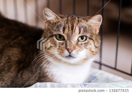 Serene feline awaiting. Calm tabby feline calmly observing surroundings peacefully 138877835