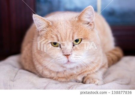 This comfortable creamhued feline showcases serenity and gentle round form suitable for loving homes This comfortable creamhued feline showcases serenity and gentle round form suitable for loving homes 138877836