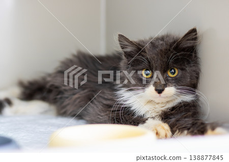 Timid grey kitten curled inside kennel shelter bedding eyes wide with hesitant curiosity Timid grey kitten curled inside kennel shelter bedding eyes wide with hesitant curiosity 138877845
