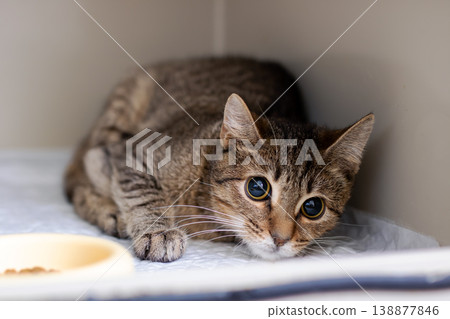 Timid tabby cat hiding in kennel wide eyes and crouched posture showing nervous intake state Timid tabby cat hiding in kennel wide eyes and crouched posture showing nervous intake state 138877846